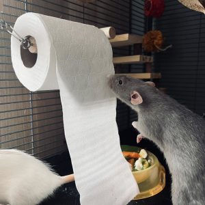 Toilet Paper Holder / DonChina Lulipalčka